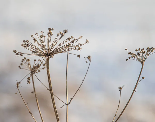 Hogweed Trockene Blütenpflanze Winter Verschwommener Hintergrund — Stockfoto