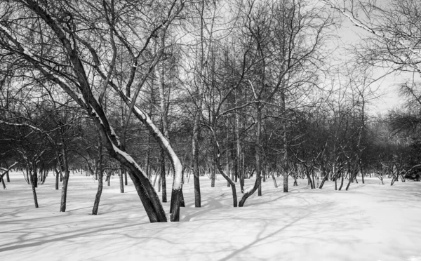 Zimní Lesní Krajina Černobílá Fotografie — Stock fotografie