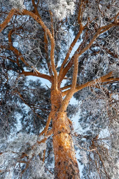 Gałęzie Sosny Zimą Śniegu Tle Błękitnego Nieba — Zdjęcie stockowe