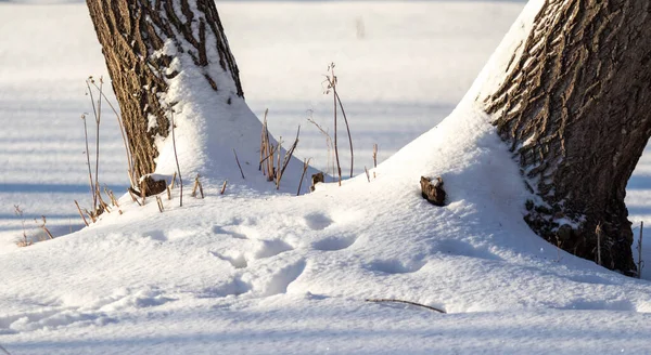 Tronco Árvore Neve Terra Natureza — Fotografia de Stock