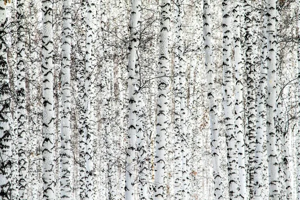 Weiße Birken Ohne Blätter Naturhintergrund — Stockfoto
