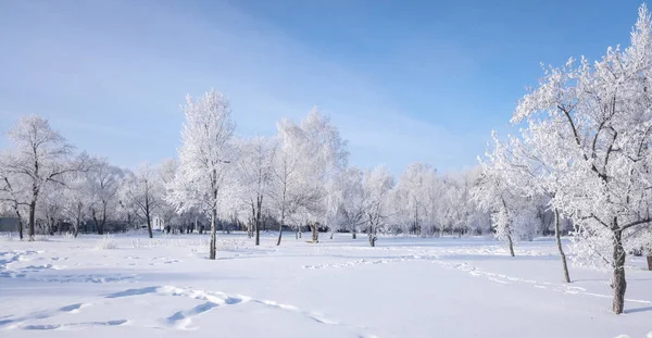 Bela Paisagem Inverno Com Árvores Cobertas Neve Céu Azul Neve — Fotografia de Stock