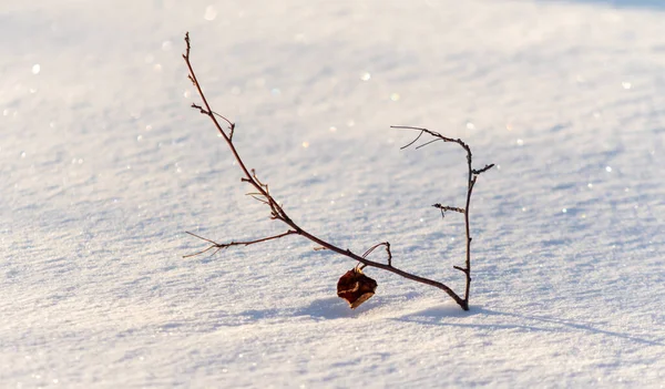 Sneeuw Bedekt Veld Van Droog Gras Takken — Stockfoto