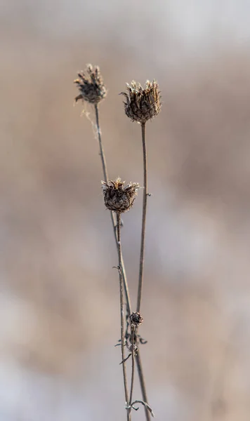 Trockenes Gras Winterschnee Verschwimmt Hintergrund Winterlandschaft — Stockfoto