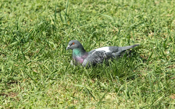 Dove Sits Green Grass Spring — Stock Photo, Image