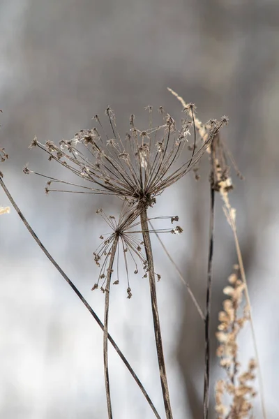 Hogweed Trockene Blütenpflanze Winter Verschwommener Hintergrund — Stockfoto