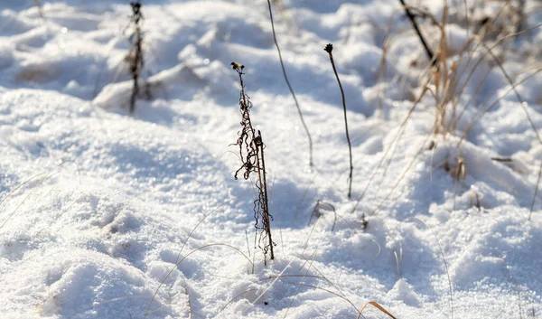 Trockenes Gras Winterschnee Verschwimmt Hintergrund Winterlandschaft — Stockfoto