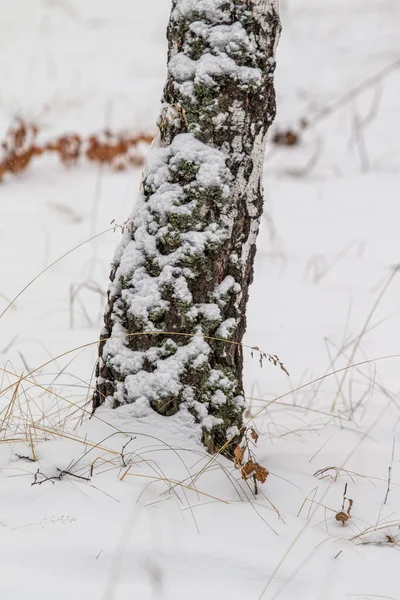 Kéreg Egy Nyírfa Törzs Hóban Háttér — Stock Fotó