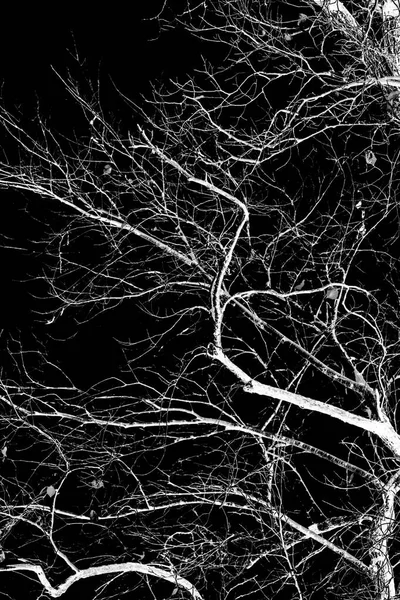 Nachtfoto Von Bäumen Ohne Blätter Blitz Silhouette Weißer Äste Auf — Stockfoto