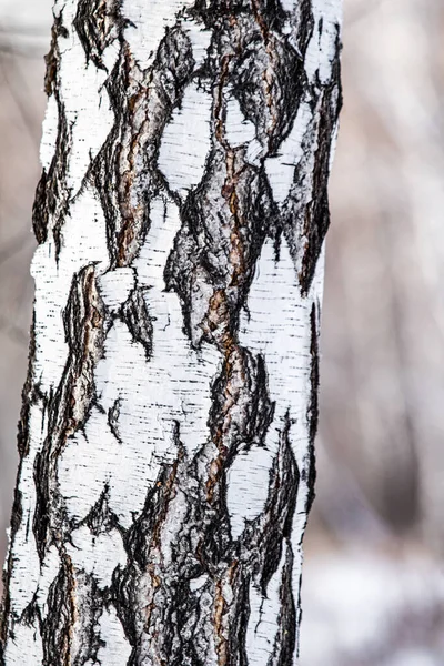 Bříza Přírodní Textura Hrubá Kůra Starém Kmenu Břízy Zblízka — Stock fotografie