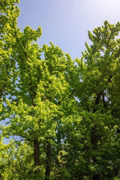 Hojas Verdes Sobre Fondo Cielo Azul Soleado — Foto de Stock
