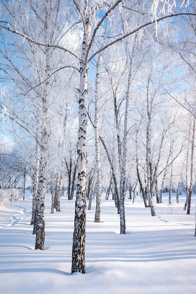 Zimní Krajina Lese Stromy Pokryté Hoarfrost Modrá Obloha Slunečný Den — Stock fotografie