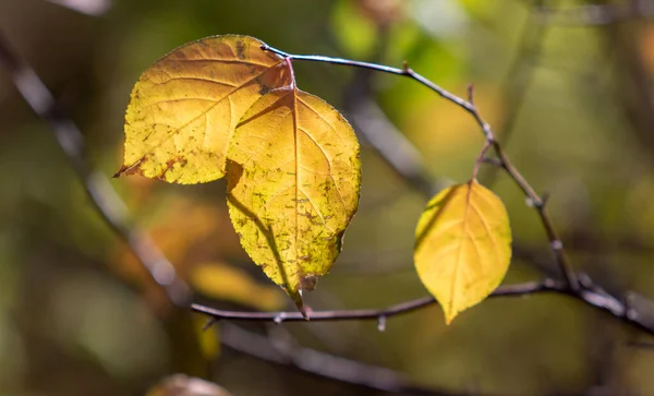 Autumn Leaves Sun Fall Blurred Background — Stock Photo, Image