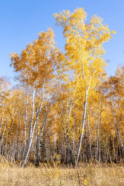 Bir Huş Ağacının Sonbahar Manzarası Sonbaharda Ağaçların Sarı Yaprakları Huş — Stok fotoğraf
