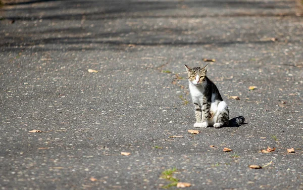 公園の灰色の猫 夏の風景 — ストック写真