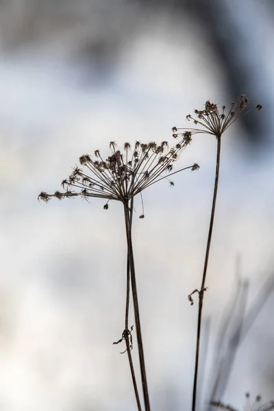 Hogweed Száraz Virág Növény Télen Homályos Háttér — Stock Fotó