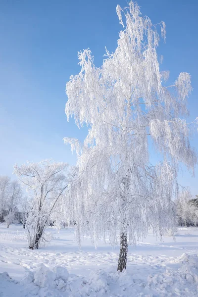 Bela Paisagem Inverno Com Árvores Cobertas Neve Céu Azul Neve — Fotografia de Stock