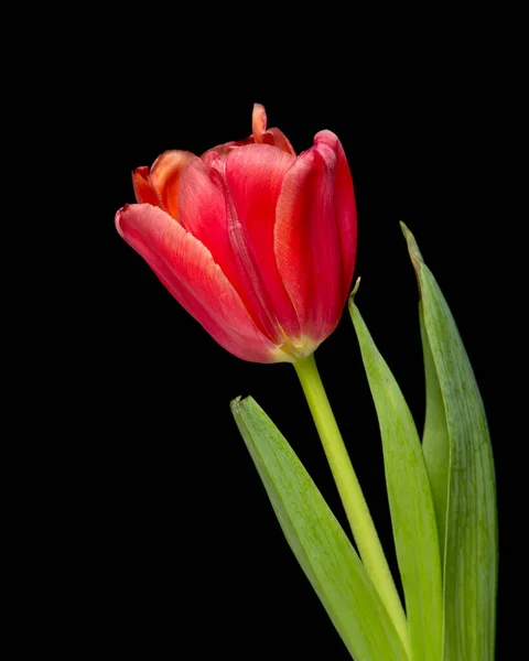 黑色背景的红郁金香花 — 图库照片