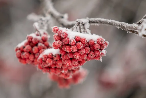 Red Rowan Fruits Snow Close Winter Landscape — Stock Photo, Image