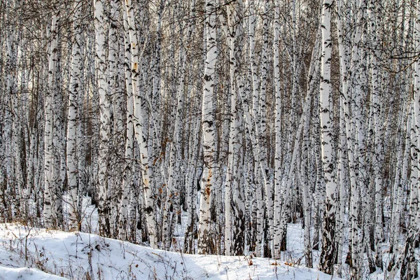 Foresta Betulle Inverno Paesaggio Innevato — Foto Stock