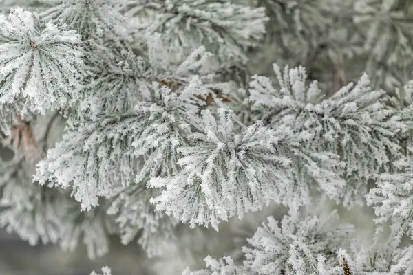 Coniferous Branches Covered Snow Pine Branch Snow Crystals Close Background — Stock Photo, Image