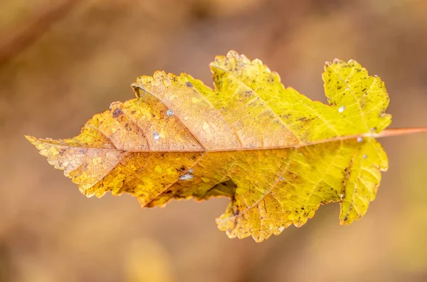 秋は太陽の下で葉 ぼやけた背景 — ストック写真