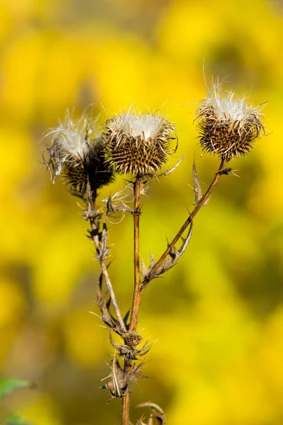 Burdock Thorn Close Autumn Nature — Stock Photo, Image