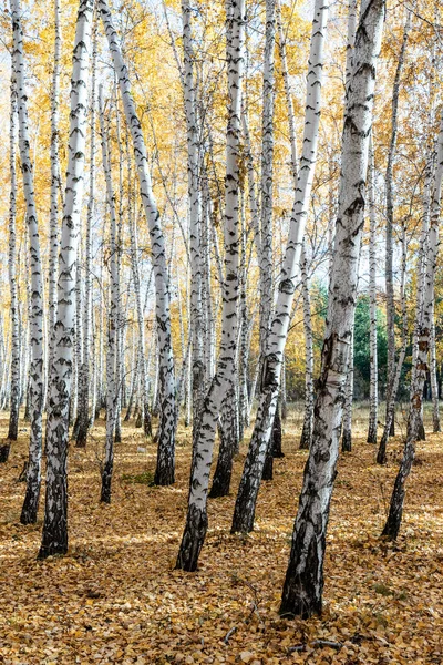 Φθινοπωρινό Τοπίο Από Ένα Άλσος Σημύδας Κίτρινο Φύλλωμα Δέντρων Φθινόπωρο — Φωτογραφία Αρχείου