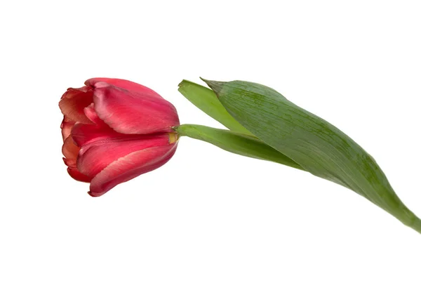 Flor Roja Tulipán Aislada Sobre Fondo Blanco —  Fotos de Stock