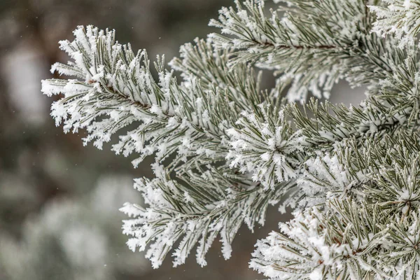 Rami Conifere Sono Coperti Neve Ramo Pino Nei Cristalli Neve — Foto Stock