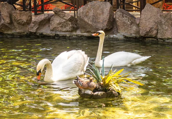 Primavera Los Cisnes Blancos Nadan Estanque — Foto de Stock