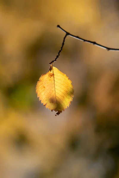 Otoño Sol Fondo Borroso Caída —  Fotos de Stock