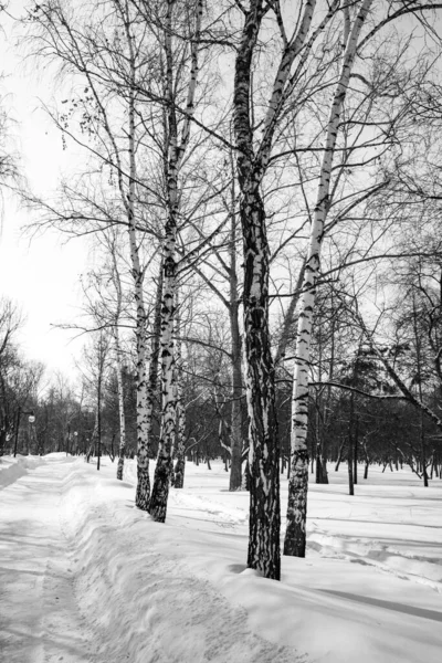 Paisaje Del Bosque Invierno Foto Monocromática —  Fotos de Stock