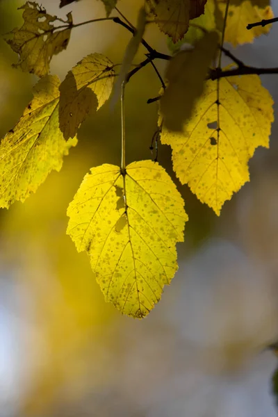 Otoño Sol Fondo Borroso Caída —  Fotos de Stock