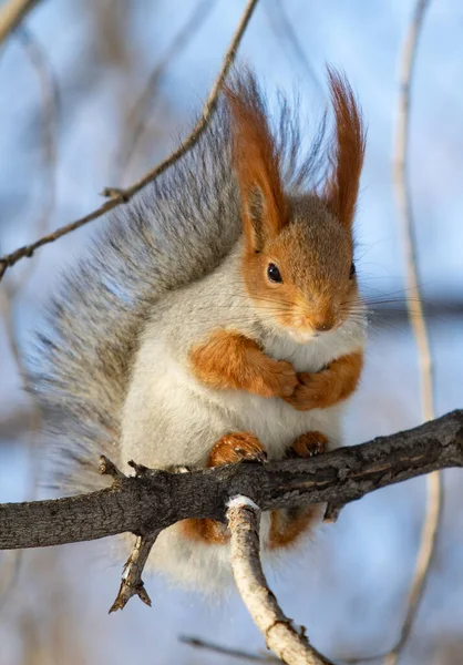 Esquilo Vermelho Floresta Inverno — Fotografia de Stock