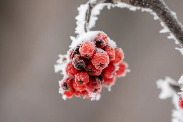 雪のクローズアップ 冬の風景の中に赤いローワンフルーツ — ストック写真