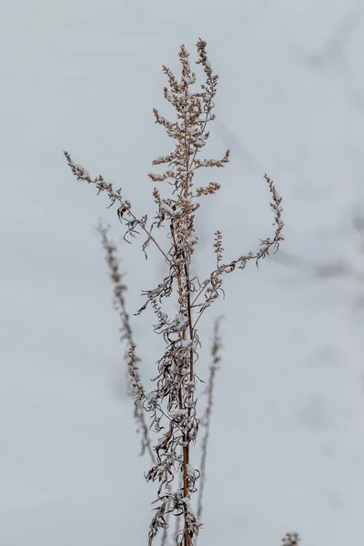 干草冬雪模糊了背景 — 图库照片