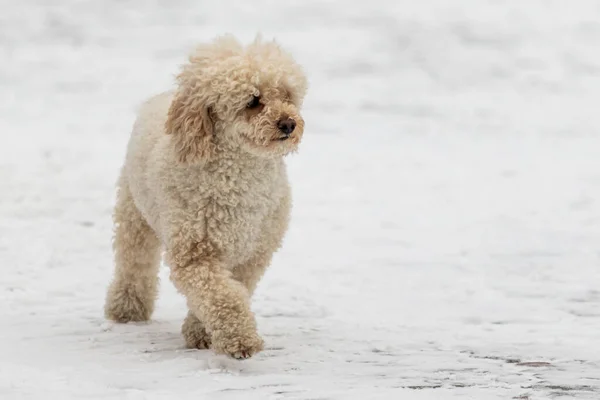 雪の中の犬 白いシャギー 雪の中でミニ金魚ドル子犬 — ストック写真