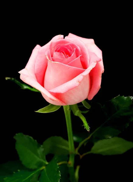 Luminoso Fiore Rosa Sfondo Nero Primo Piano — Foto Stock