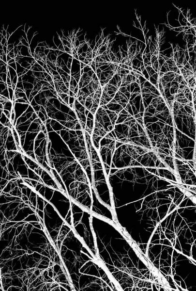 Photo Nuit Arbres Sans Feuilles Flash Silhouette Branches Arbres Blancs — Photo