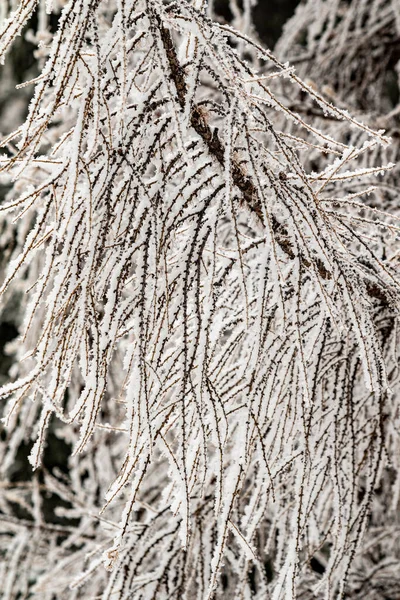 冬の凍てつく枝 霜や雪と美しい木の枝 素晴らしい冬の背景 背景としての霜でファンシーツリーの枝 — ストック写真