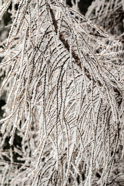 Winterijzige Takken Prachtige Boomtakken Met Rietvorst Sneeuw Geweldige Winterachtergrond Fancy — Stockfoto