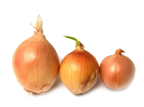 Onion Bulb Isolated White Background — Stock Photo, Image