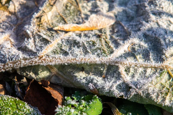 Hoarfrost Sull Erba Verde Primo Piano — Foto Stock