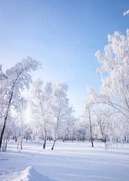 Bela Paisagem Inverno Com Árvores Cobertas Neve Céu Azul Neve — Fotografia de Stock