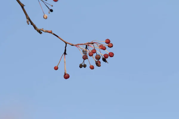 Rote Beeren Herbst Auf Dem Baum — Stockfoto