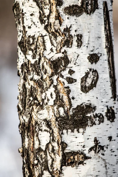 Abedul Textura Natural Corteza Áspera Sobre Tronco Viejo Abedul Primer —  Fotos de Stock