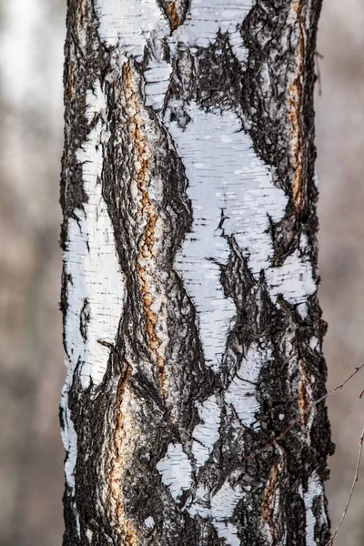 白桦树 自然质地 在老白桦树树干上粗糙的树皮 — 图库照片