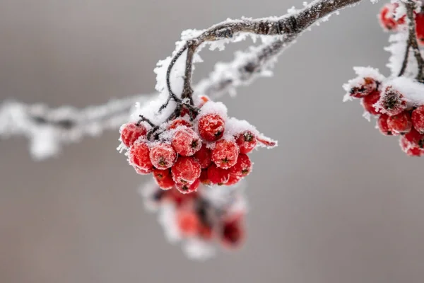 雪のクローズアップ 冬の風景の中に赤いローワンフルーツ — ストック写真