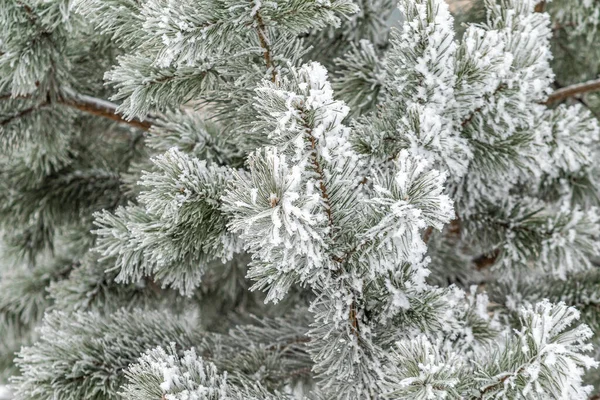 Gałęzie Iglaste Pokryte Śniegiem Gałąź Sosny Kryształach Śniegu Zbliżenie Tle — Zdjęcie stockowe